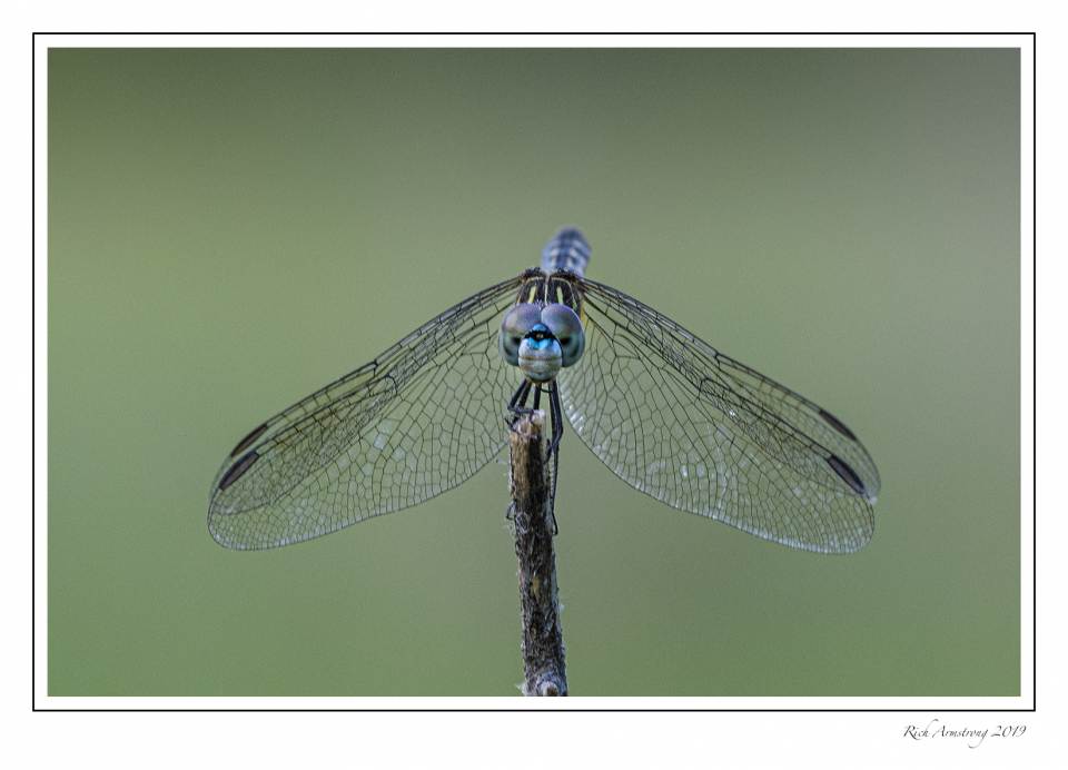 dragonfly 11d .jpg